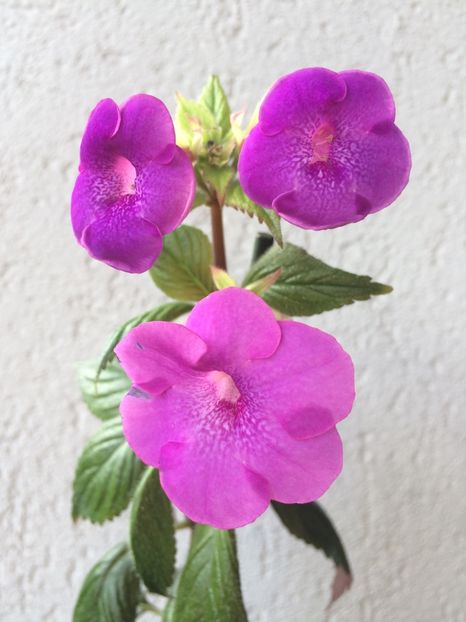 12.09.2017 - Jennifer Goode