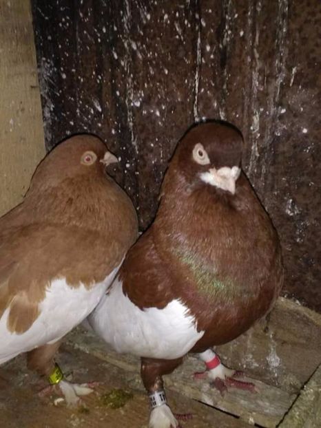  - Bălțați Românești