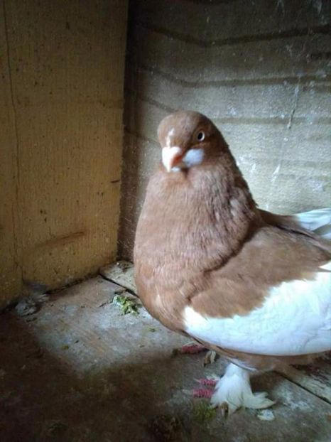  - Bălțați Românești