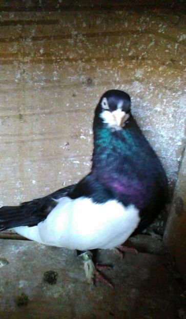  - Bălțați Românești