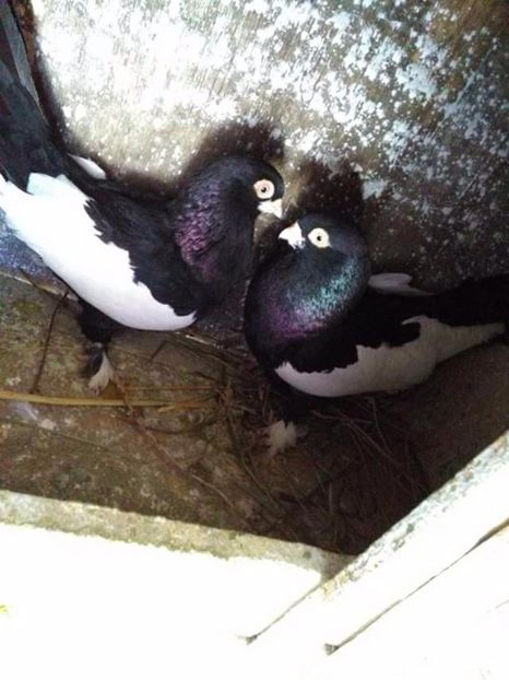  - Bălțați Românești