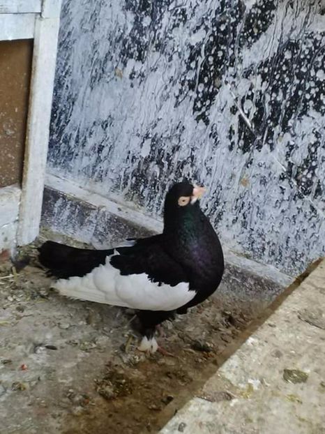  - Bălțați Românești