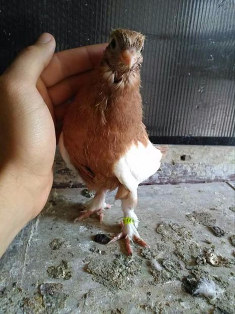  - Bălțați Românești