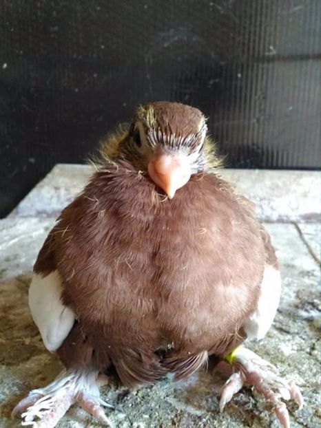  - Bălțați Românești