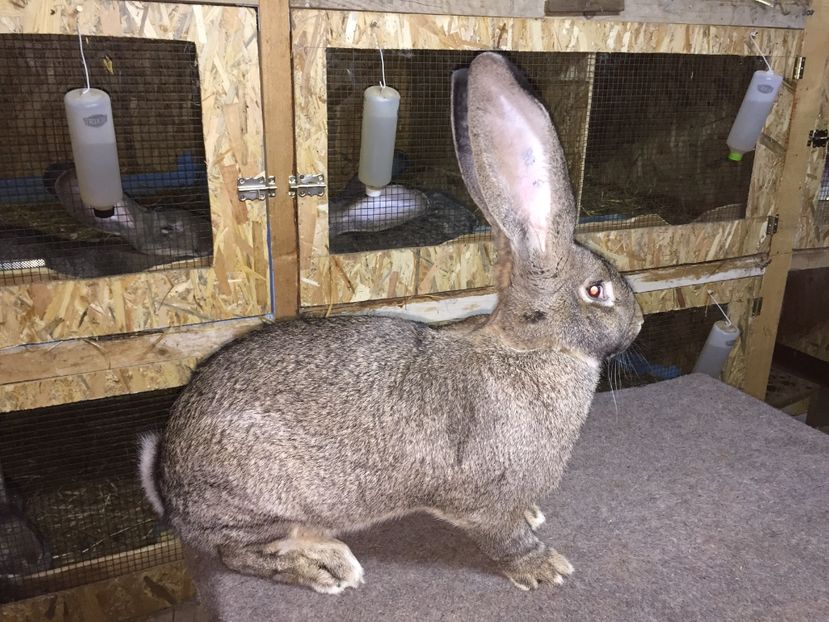 8 Luni....8,2Kg - RO 8-1722