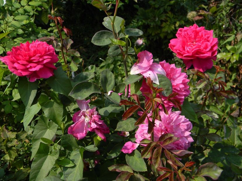 Soffy's rose - Trandafiri 2017