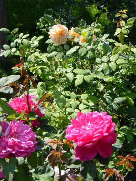 Soffy's rose Grace - Trandafiri 2017