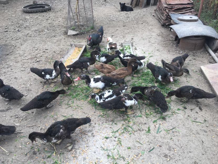  - Rațe Khaki Campbell