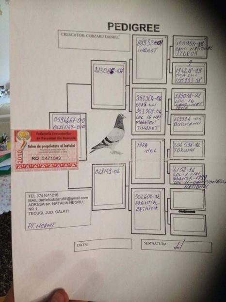 pedegree M-Cobzaru - ACHIZITII