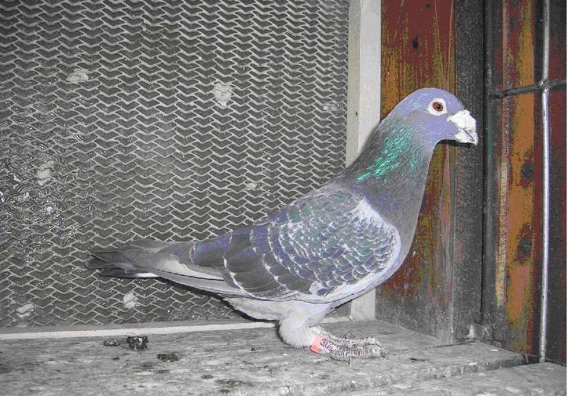 Cobzaru-Daniel-Torun - ACHIZITII