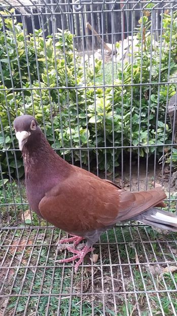 M 2016 - Porumbei vanduti