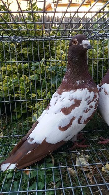 M 2013 - Porumbei vanduti