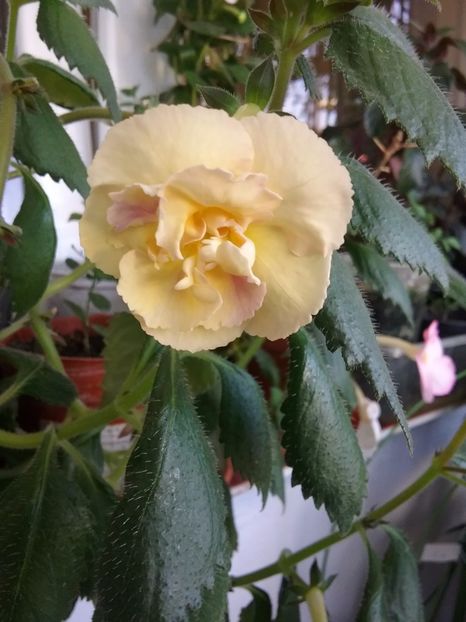  - Yellow english rose