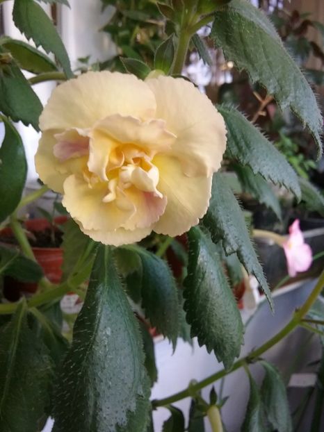  - Yellow english rose