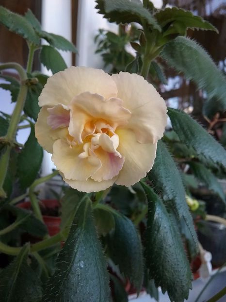  - Yellow english rose