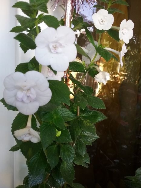  - Double Picotte Rose