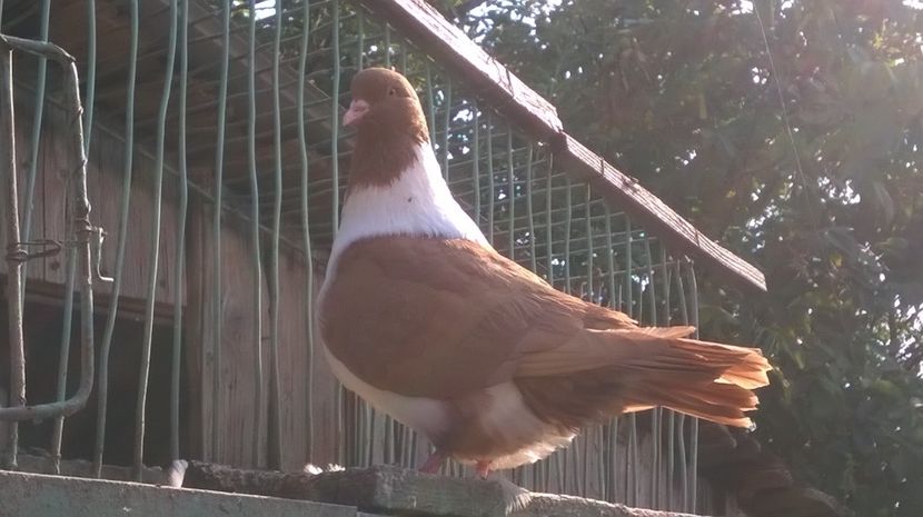 mascul 2017 - porumbei strasseri