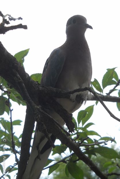 mascul senegal - Firescul vesel daruit prin natura