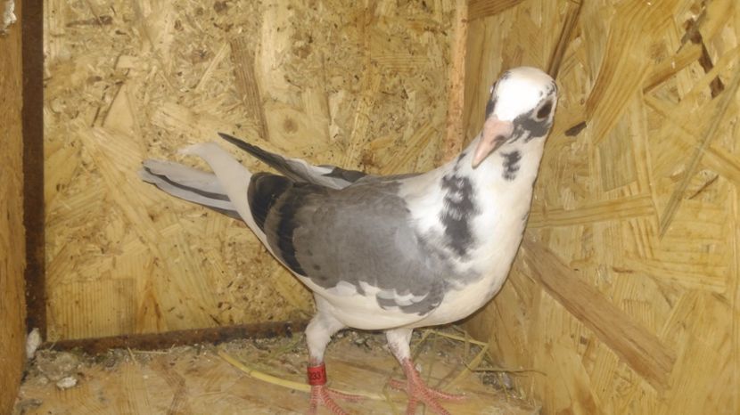 pui 2017 - VOIAJORI SPORT