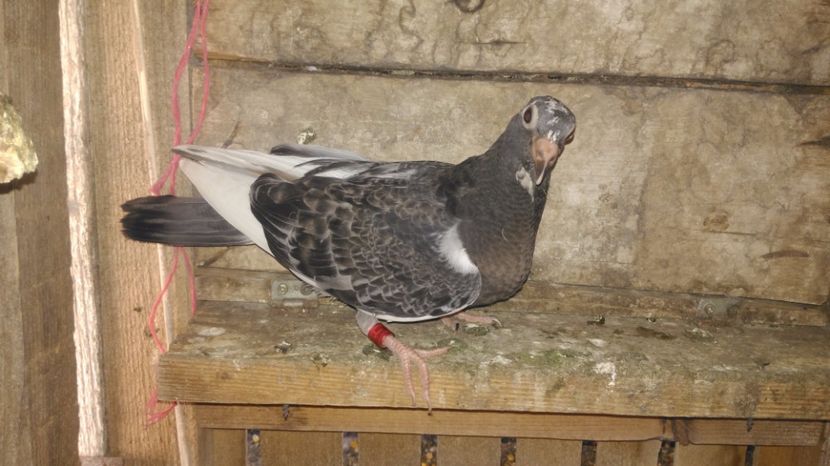 pui 2017 - VOIAJORI SPORT