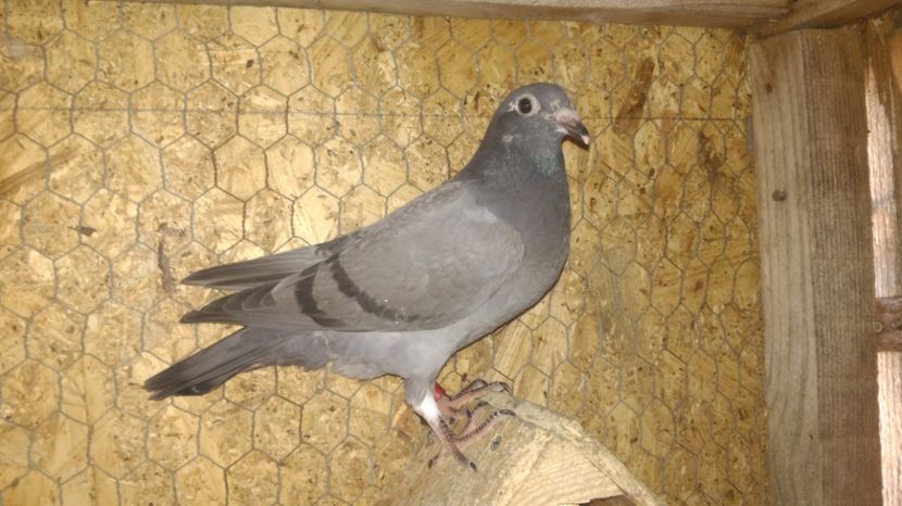 pui 2017 - VOIAJORI SPORT