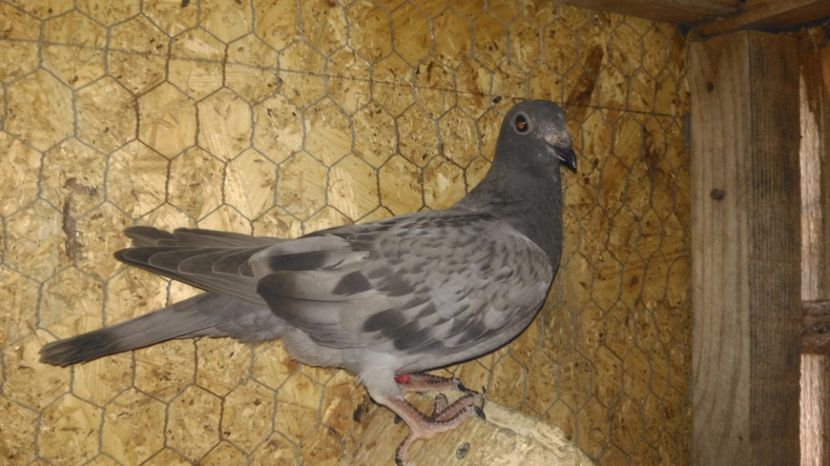 pui 2017 - VOIAJORI SPORT