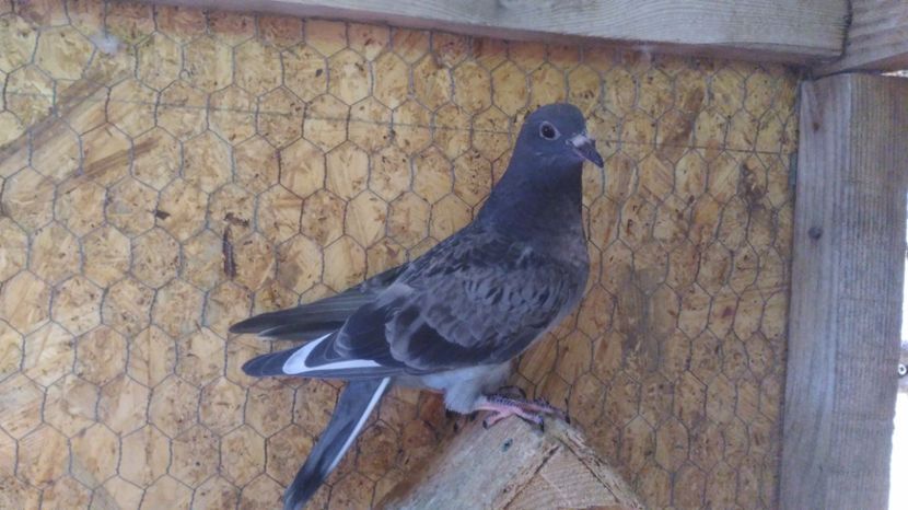 pui 2017 - VOIAJORI SPORT