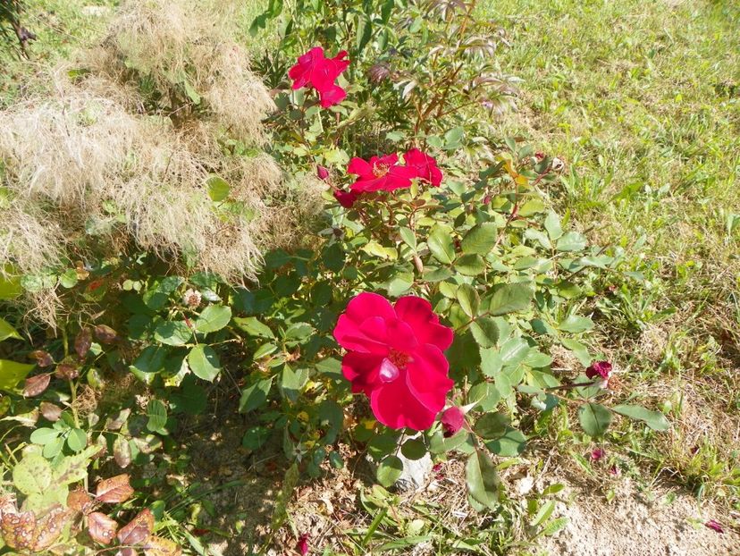 Zeelandia - Trandafiri 2017 3