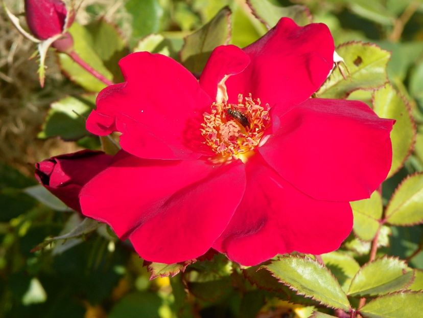 Zeelandia - Trandafiri 2017 3