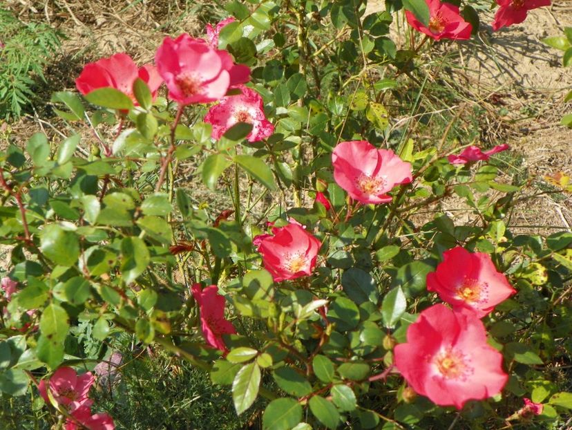 Douceur Normande - Trandafiri 2017 3