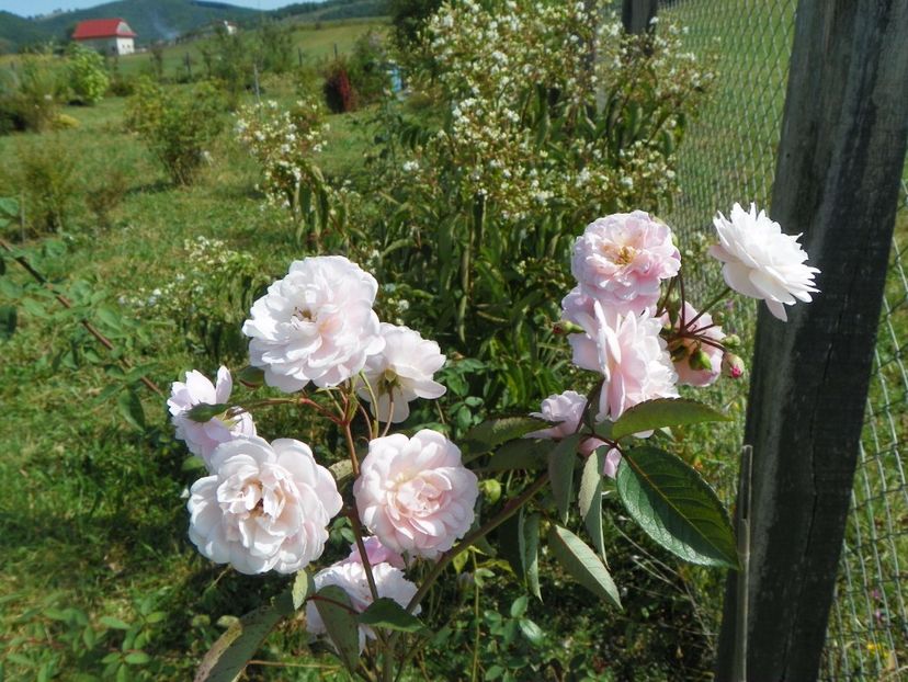 Rose Delacroix - Trandafiri 2017 3