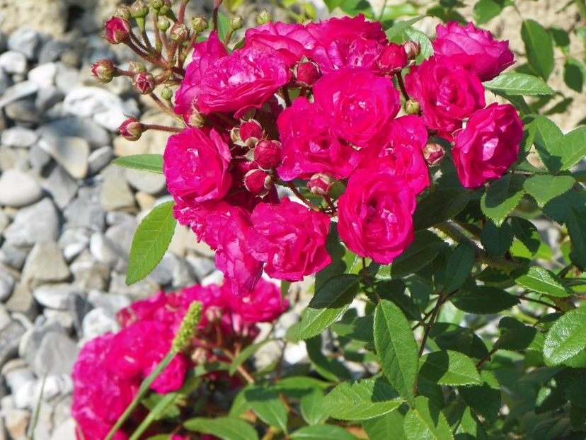 Dinky - Trandafiri 2017 3