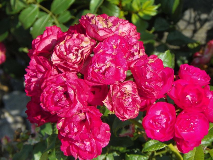 Dinky - Trandafiri 2017 3