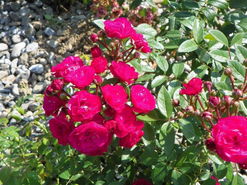 Dinky - Trandafiri 2017 3