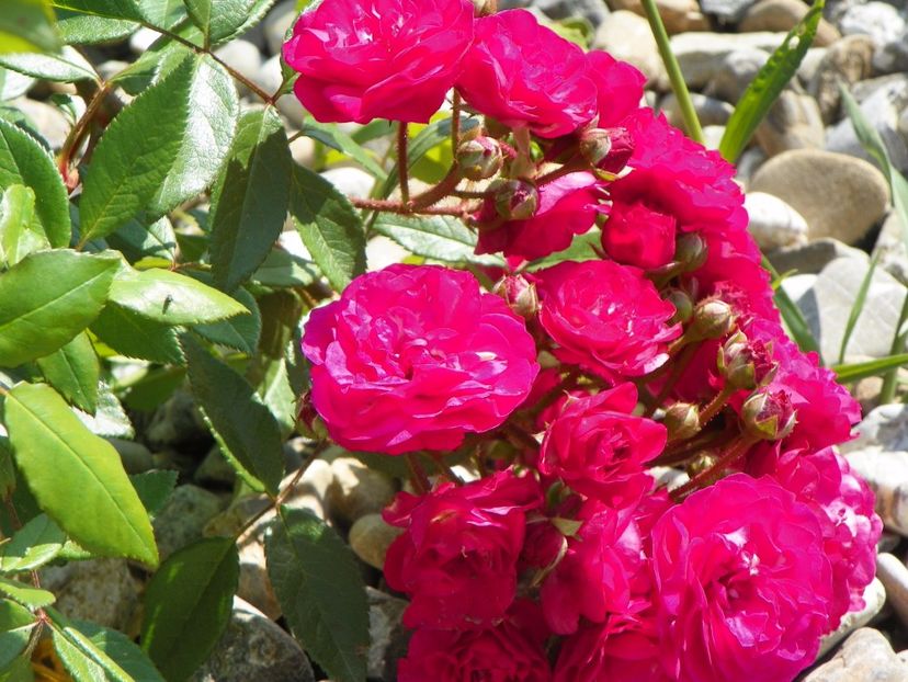 Dinky - Trandafiri 2017 3