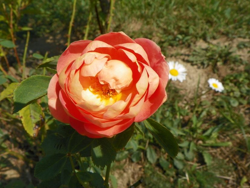 Lady of Shalott - Trandafiri 2017 3