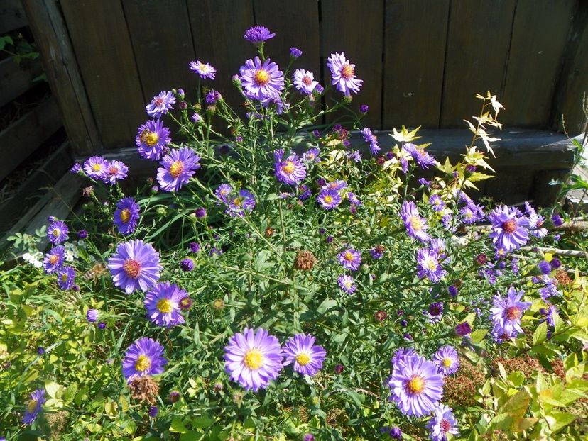 aster inalt - Dobarland 2017 2