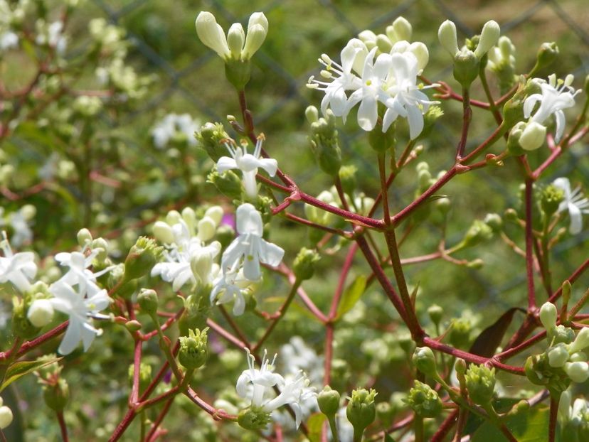 heptacodium miconioides - Dobarland 2017 2
