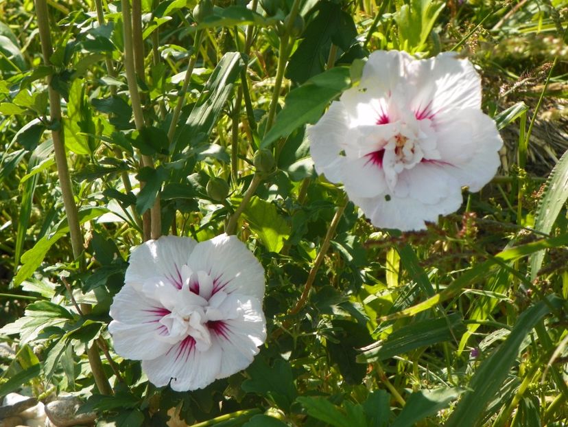 hibiscus syr. China Chiffon - Dobarland 2017 2