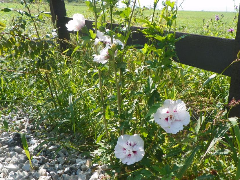 hibiscus syr. China Chiffon - Dobarland 2017 2