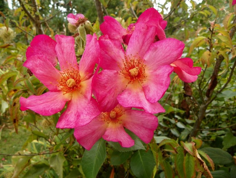 Pretty Sunrise - Trandafiri 2017 - II