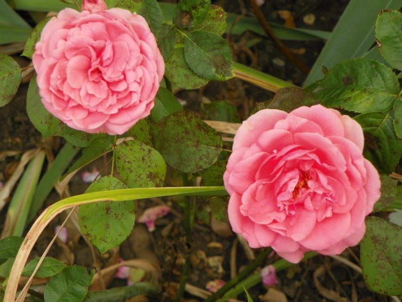 Kimono - Trandafiri 2017 - II