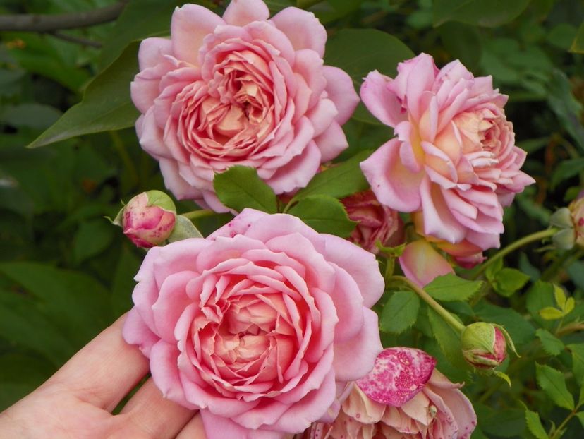 Jubilee Celebration - Trandafiri 2017 - II