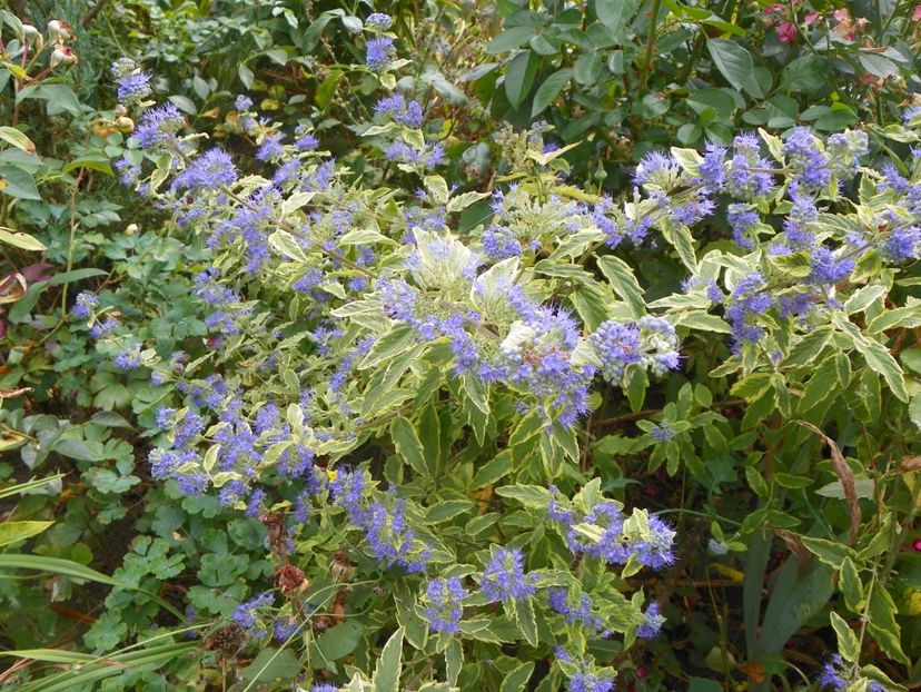 caryopteris cland. Worcester Gold - Copacei si arbusti 2017