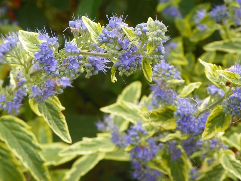 caryopteris cland. Worcester Gold - Copacei si arbusti 2017