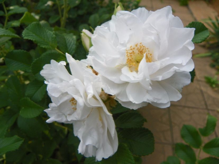 White Roadrunner - Trandafiri 2017 - II