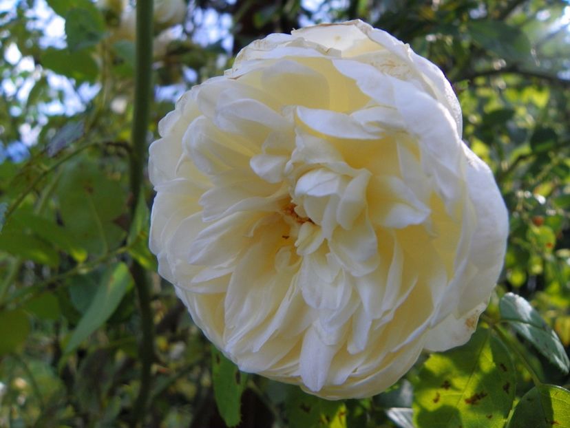 Perpetually Yours - Trandafiri 2017 - II