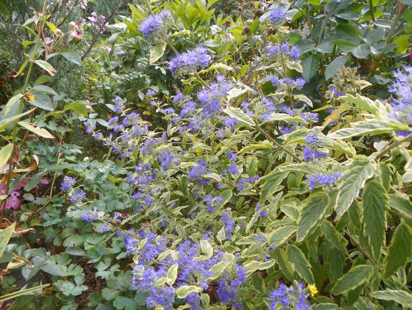 caryopteris cland. Worcester Gold - Copacei si arbusti 2017