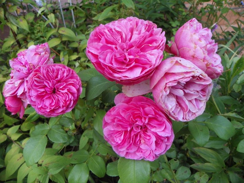 Leonardo da Vinci - Trandafiri 2017 - II