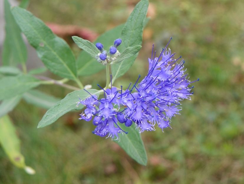 caryopteris cland. Heavenly Blue - Copacei si arbusti 2017